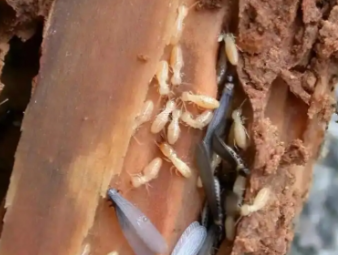 和田白蚁防治公司分享新房入住防虫攻略，提前布局远离白蚁隐患